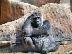 Kisah Gorila Paling Kesepian di Dunia, Hidup 30 Tahun di Kandang Pusat Perbelanjaan