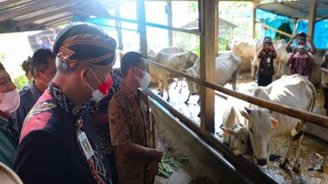Gubernur Jateng Ganjar Pranowo saat mengecek ternak sapi di Jepara, Kamis (12/5)