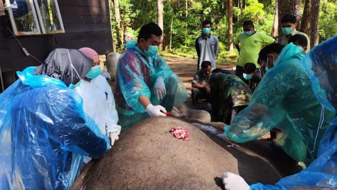 Tim medis saat melakukan pembedahan gajah Dwiki